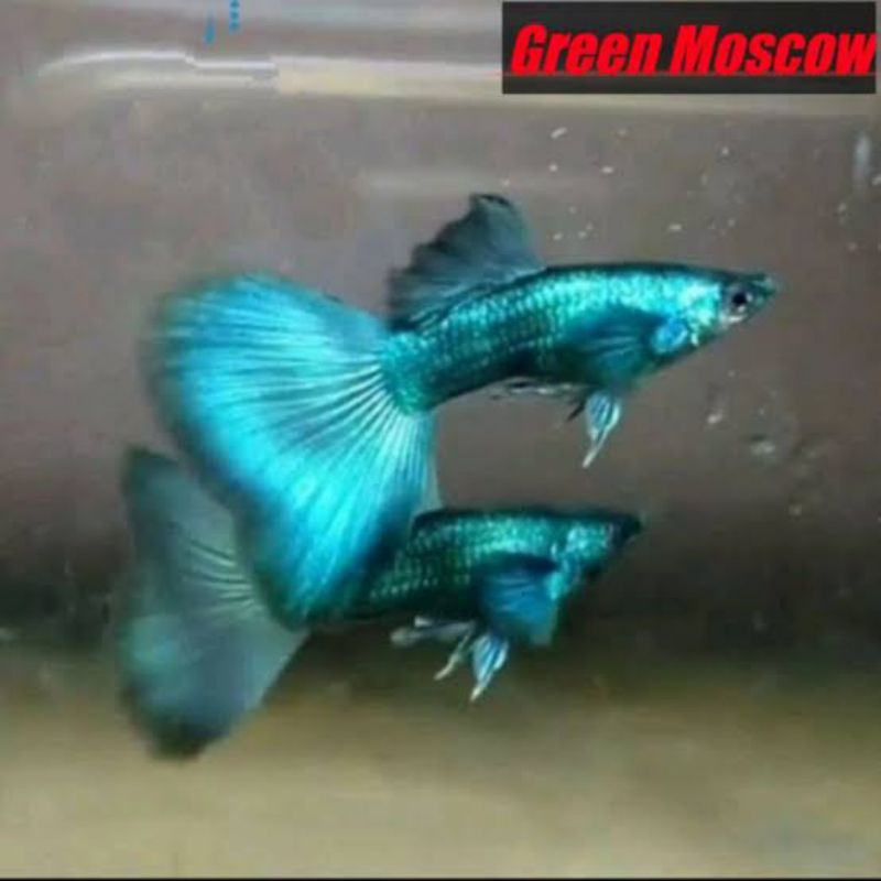 

Packing Styrofoam ( Green Moscow )