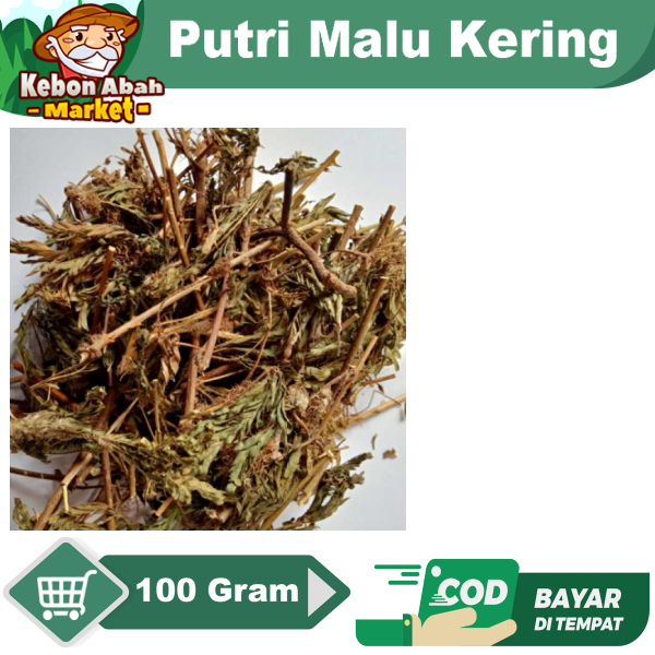 

Putri Malu Kering Mimosa Pudica 100 Gram