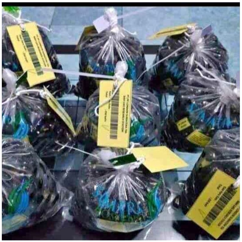 Bibit unggul kecambah sawit DXP LONSUM