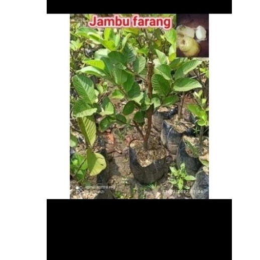 

jambu farang merah / putig