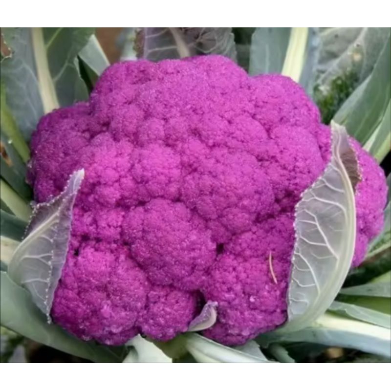 15 Benih Kembang Kol Ungu