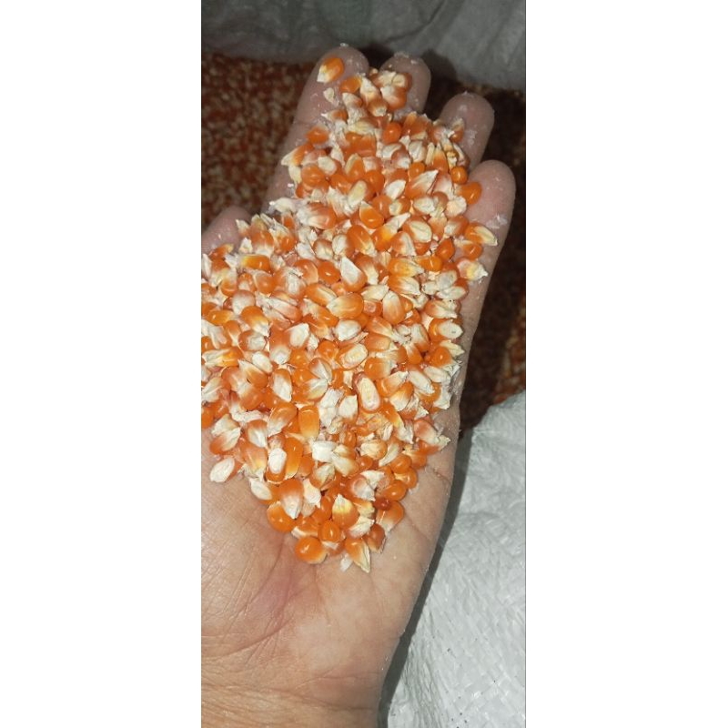 

Terlaris!!! Jagung kristal cililin super