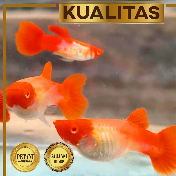 Guppy Red Koi Betina Ikan Hias Aquascape Hiasan Aquarium Tanaman Air