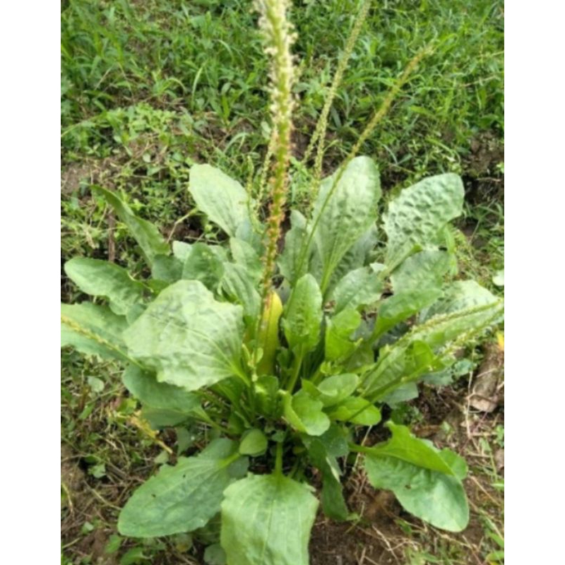 

daun kiurat/ sendok 500g