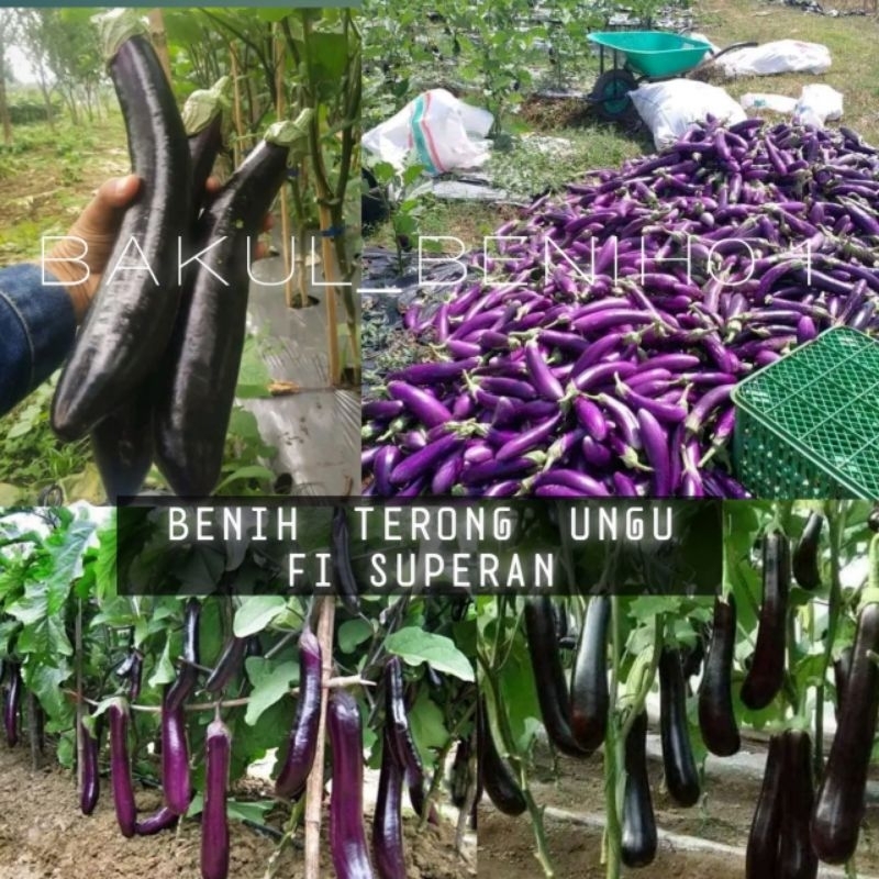 TERLARIS 150+ BENIH TERONG UNGU ANTABOGA BIBIT UNGGULAN