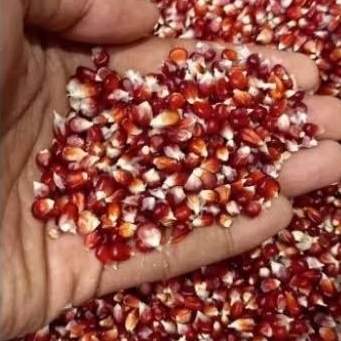 

Jagung Manggis 1kg