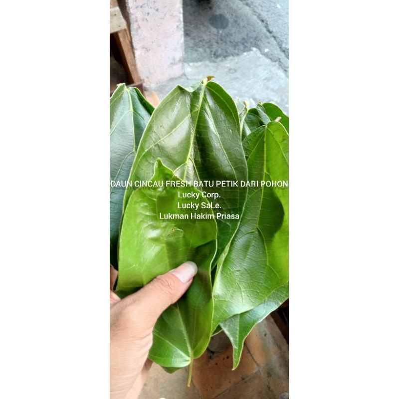 

DAUN CINCAU FRESH BARU PETIK LANGSUNG DARI KEBUN SENDIRI
