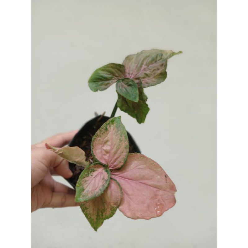 syngonium pink perfection