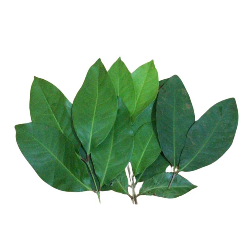 

Daun Salam Segar Per Pack