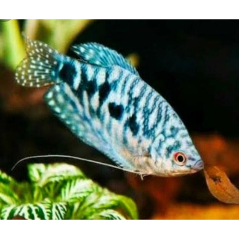 ikan sepat biru . ikan sepat hias aquascape aquarium air tawar