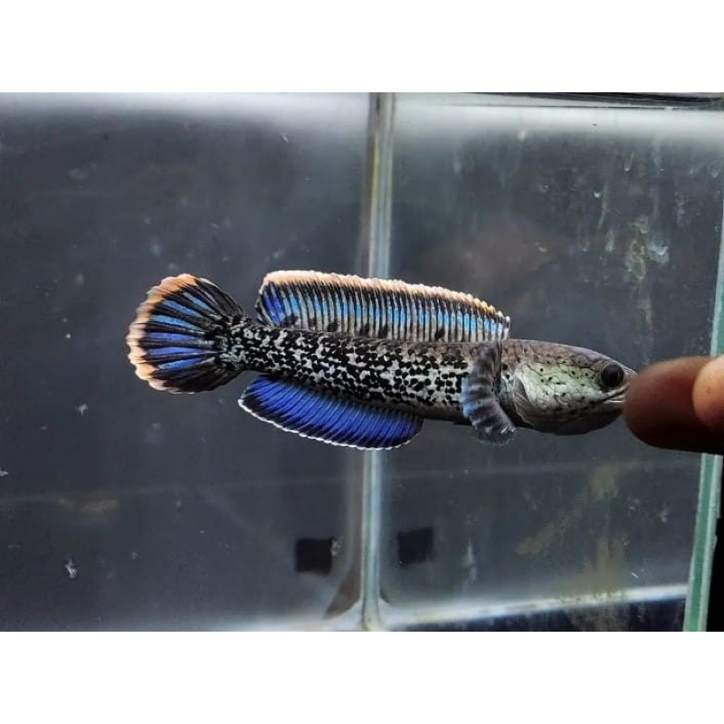 Stewarti karbialong baby size 3-7cm