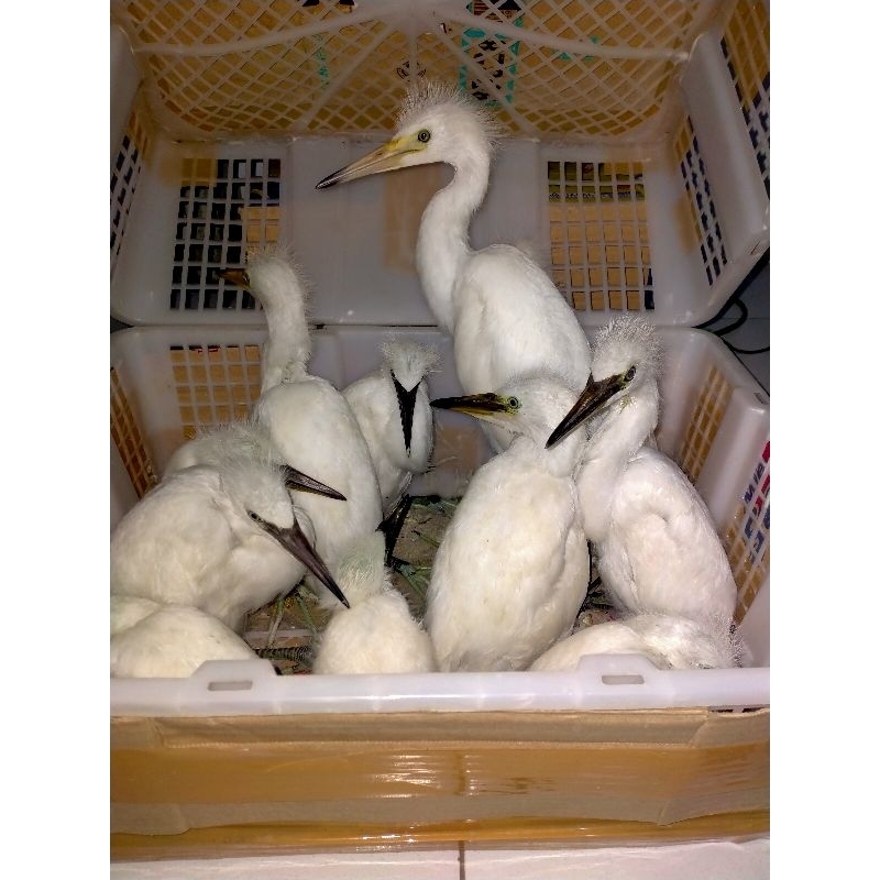 Burung Kuntul putih, burung Aviari, burung putih, burung sawah