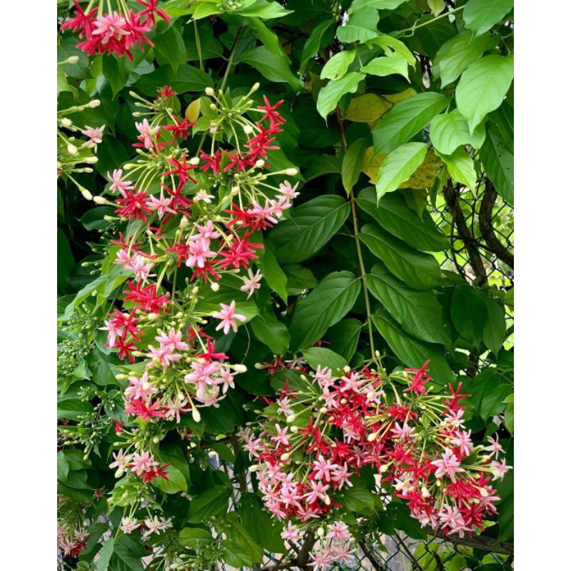 Melati Belanda Tumpuk Asli