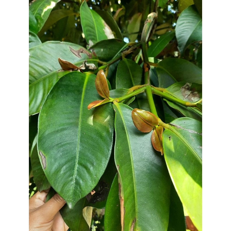 

Daun manggis segar 1kg