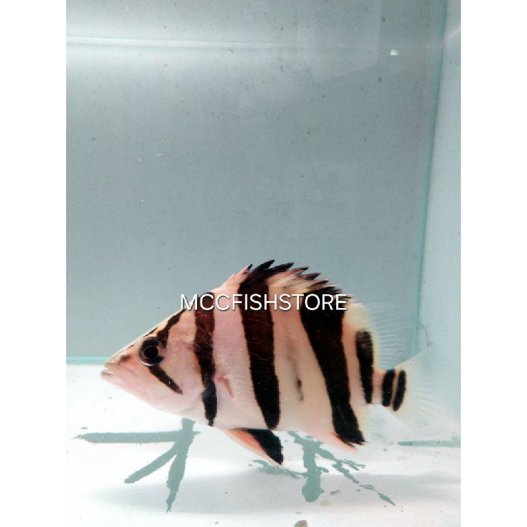 Datz Tiger Borneo 3Bar Grade B /Macan Air Kalimantan 3Bar Grade B CB/CN Size 10-12cm up