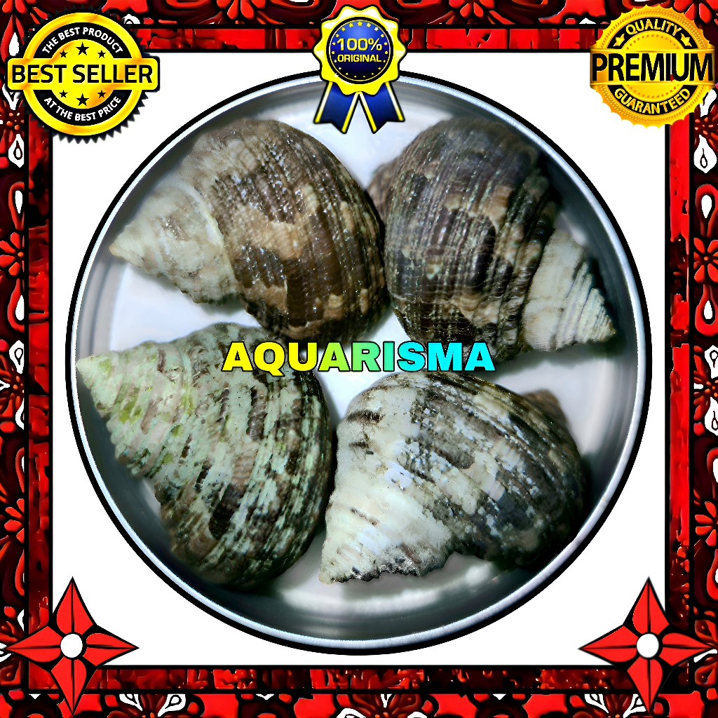 HIASAN DAN KOLEKSI - CANGKANG KEONG MATA LEMBU TURBO TUMIDULUS COKLAT GRADE A+