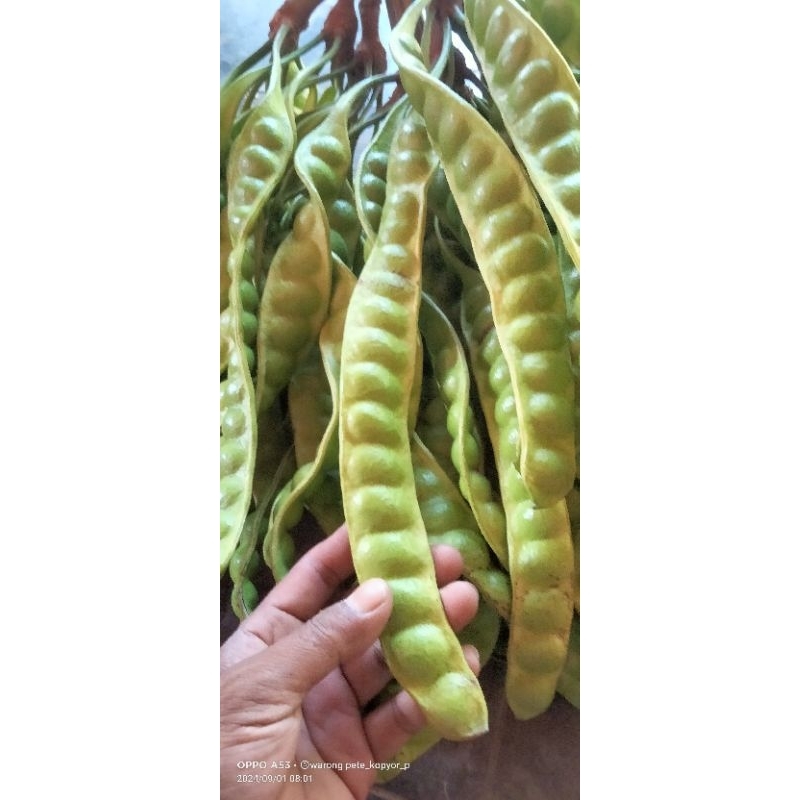 

pete petai baru petik per 15 papan atau per 15 lonjor