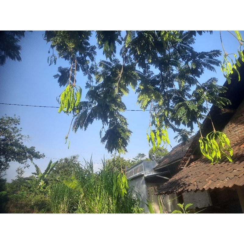 

pete pendek 10 papan