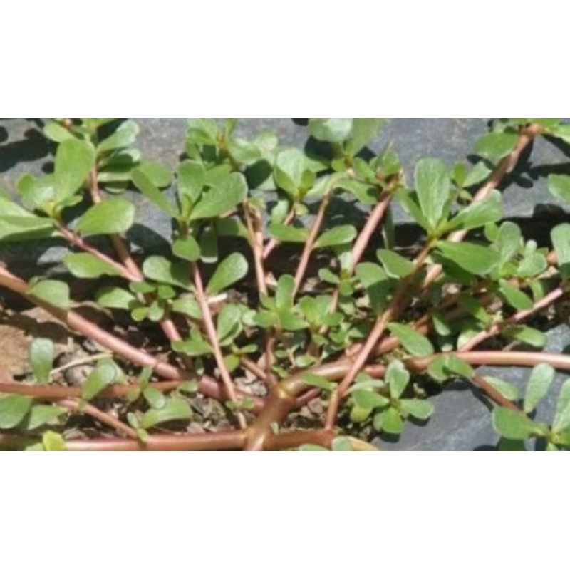 

daun krokot fresh 250grm