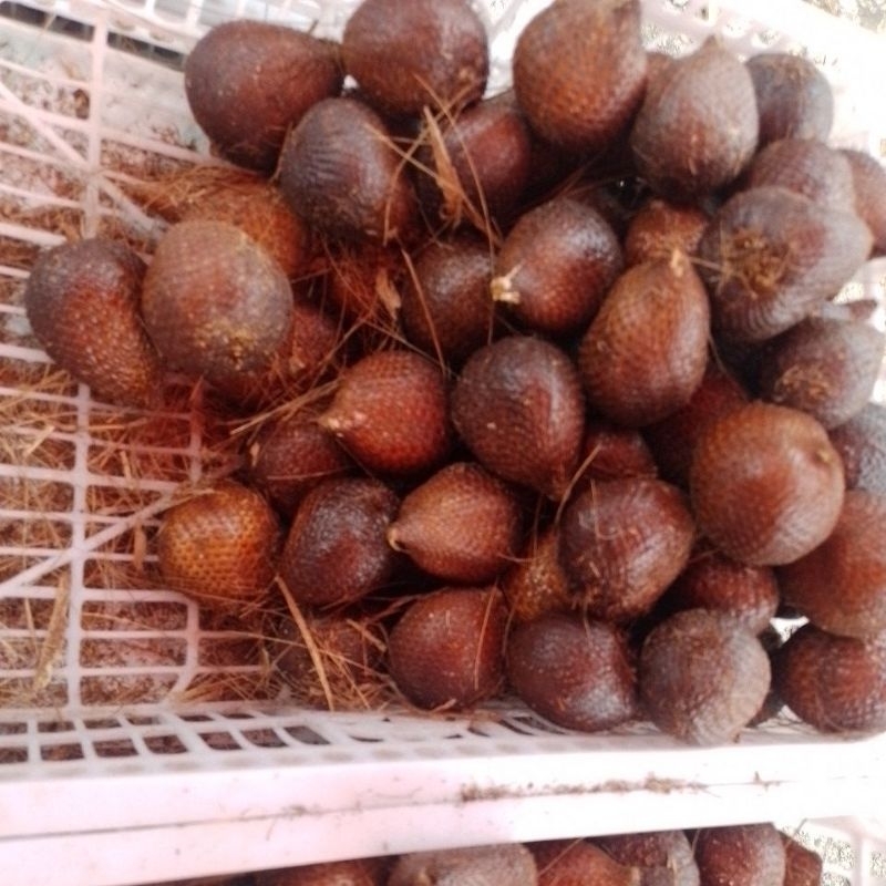 

SALAK SIDEMPUAN MANIS-MANIS