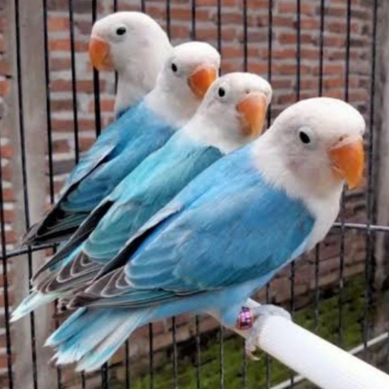 burung love bird biola blue lovebird biola blue pilihan