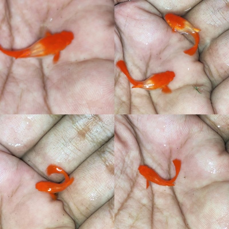 

Gup py Albino Koi Red Ear paket pakai kardus