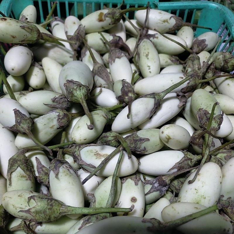 

terong putih pipit 5000/250grm