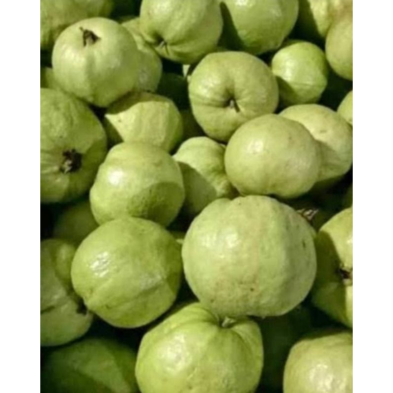 

jambu kristal terlaris per kg
