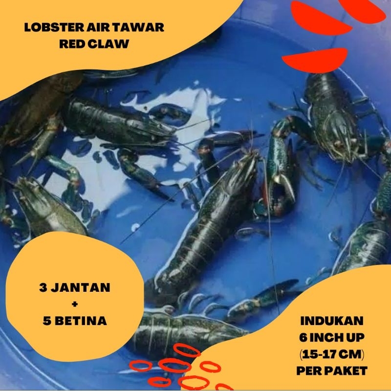 LOBSTER AIR TAWAR INDUKAN 6 INCH UP PAKET 8 EKOR