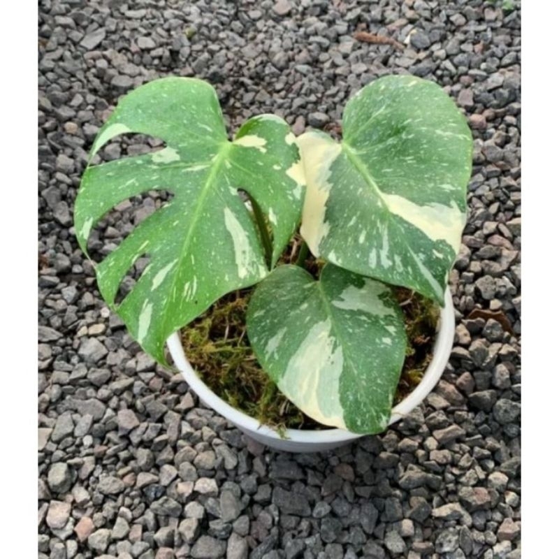 MONSTERA THAI CONSTELLATION (Monthai)