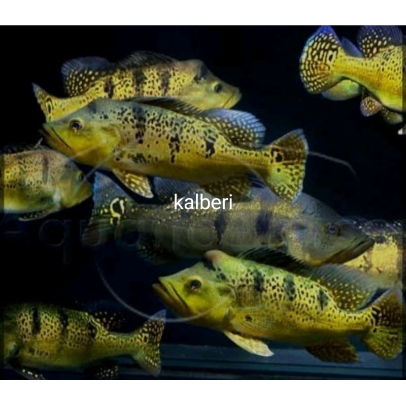 hiasan aquarium kalberi pbass kelberi 4-6 cm