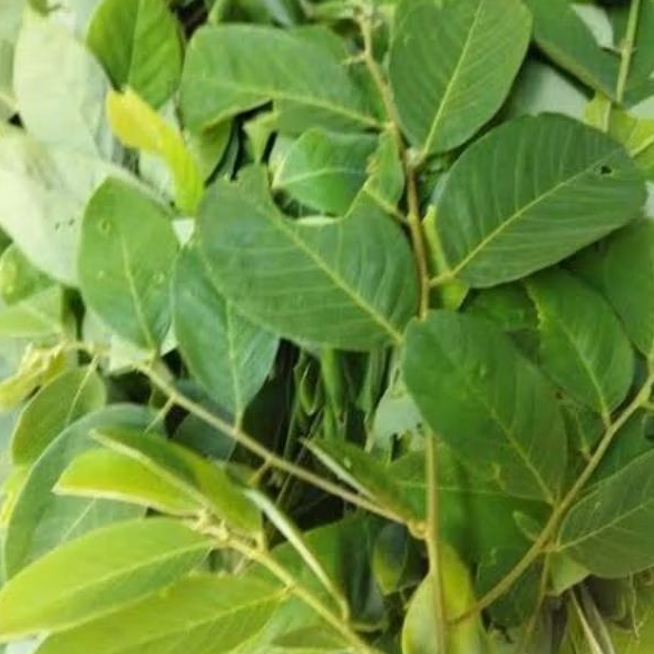 

daun kanyere/Kandri segar/250gram