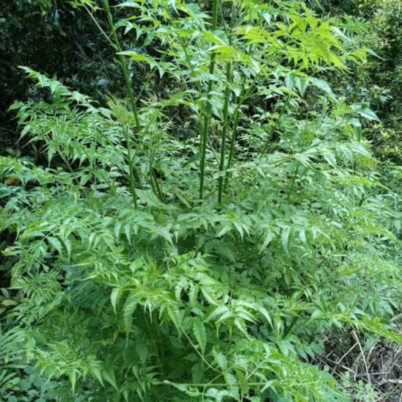 

daun Mindi segar paket murah/250gram
