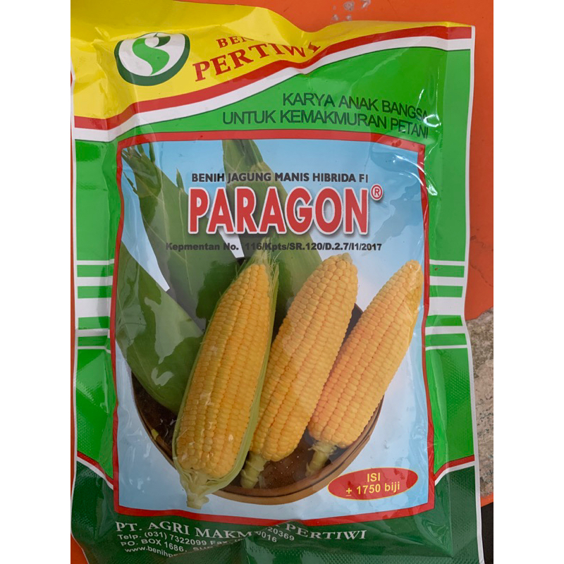 Benih jagung manis paragon