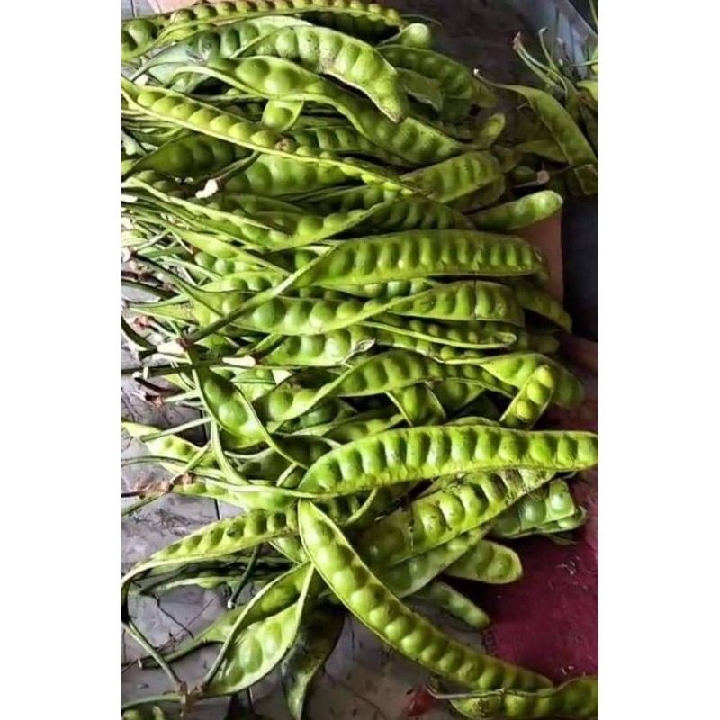 

PETE SUPER BARU PETIK POHON ISI 10 LONJOR