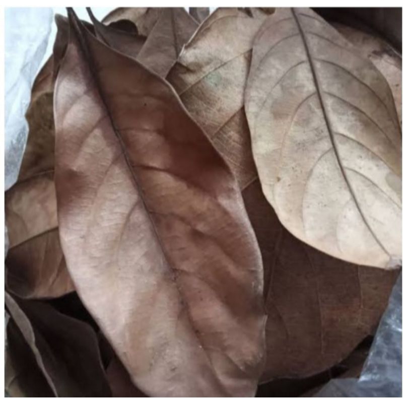 

daun nangka kering 150 lembar
