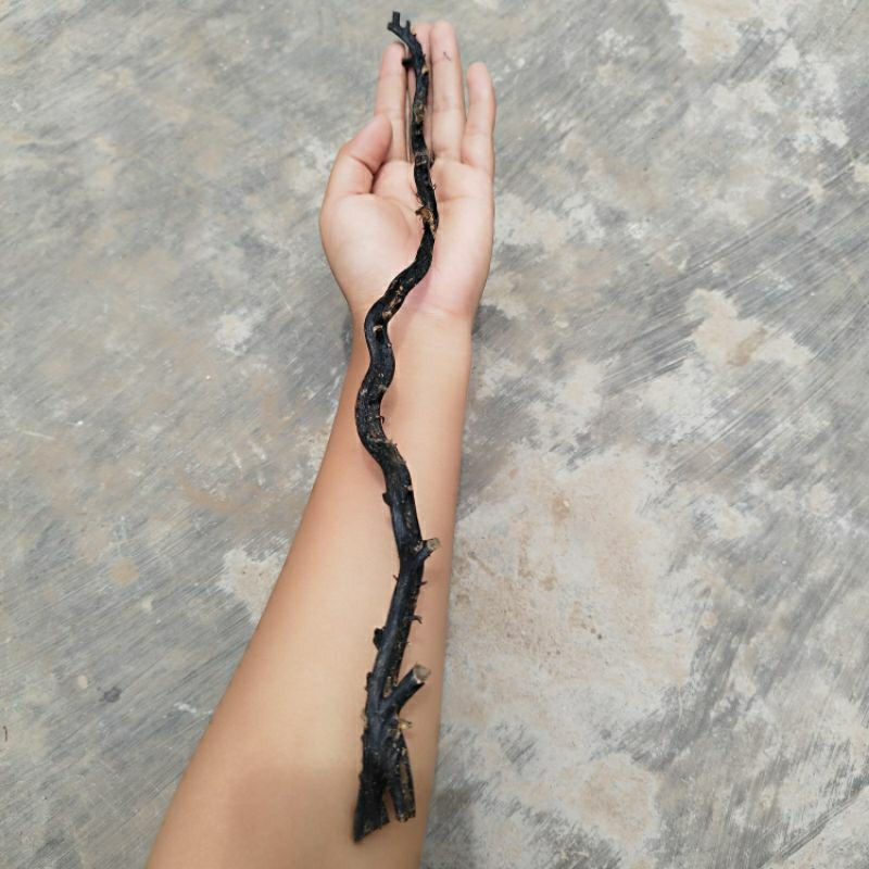 Bahan Akar Bahar Merah Natural