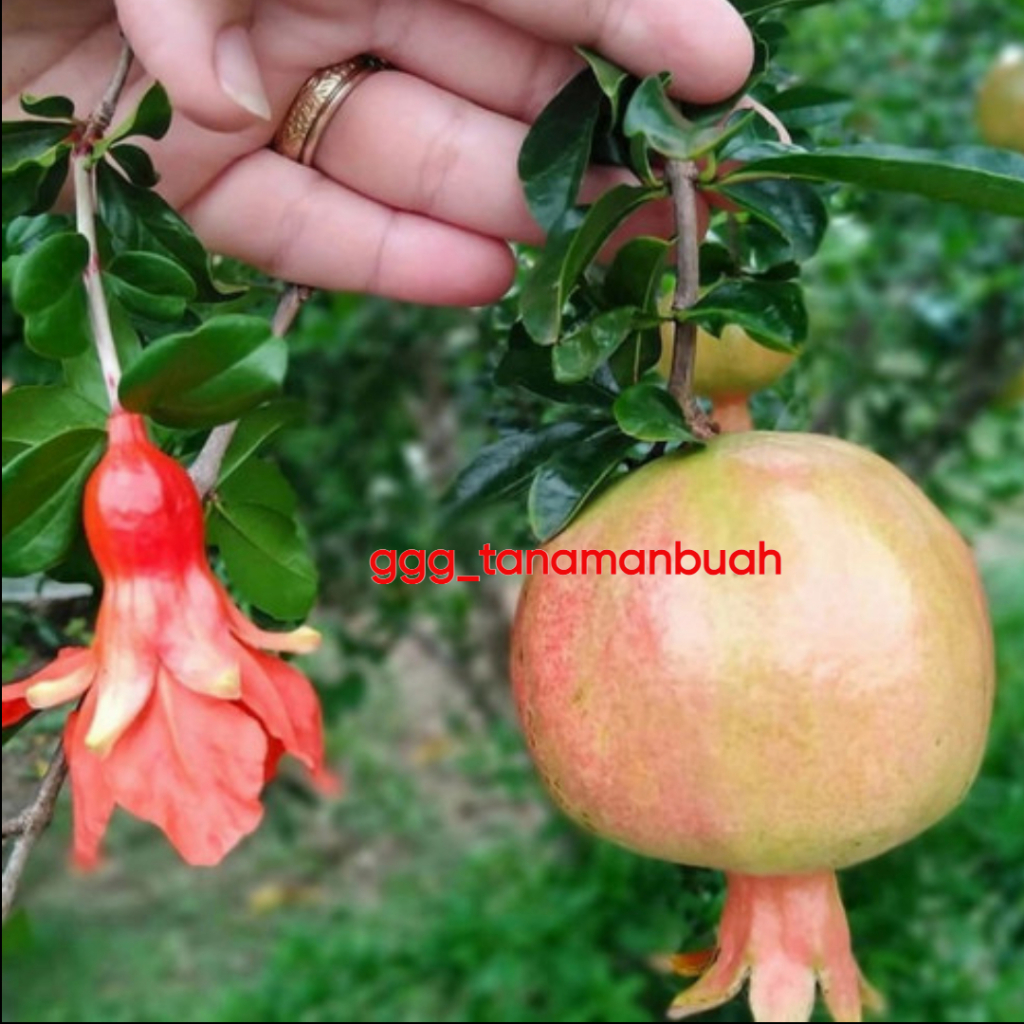 Bibit Delima Putih Jumbo Sudah Berbunga Spesial