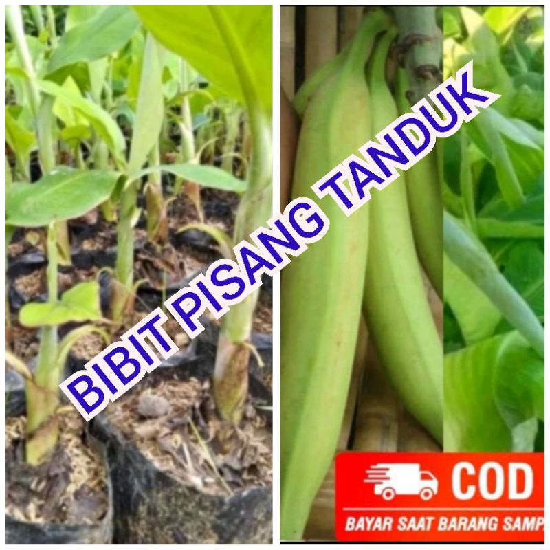 Bibit pisang tanduk pisang byar buah super jumbo