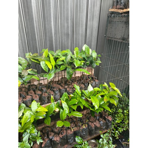 bibit pala unggul/bibit pala super/bibit buah pala siap tanam