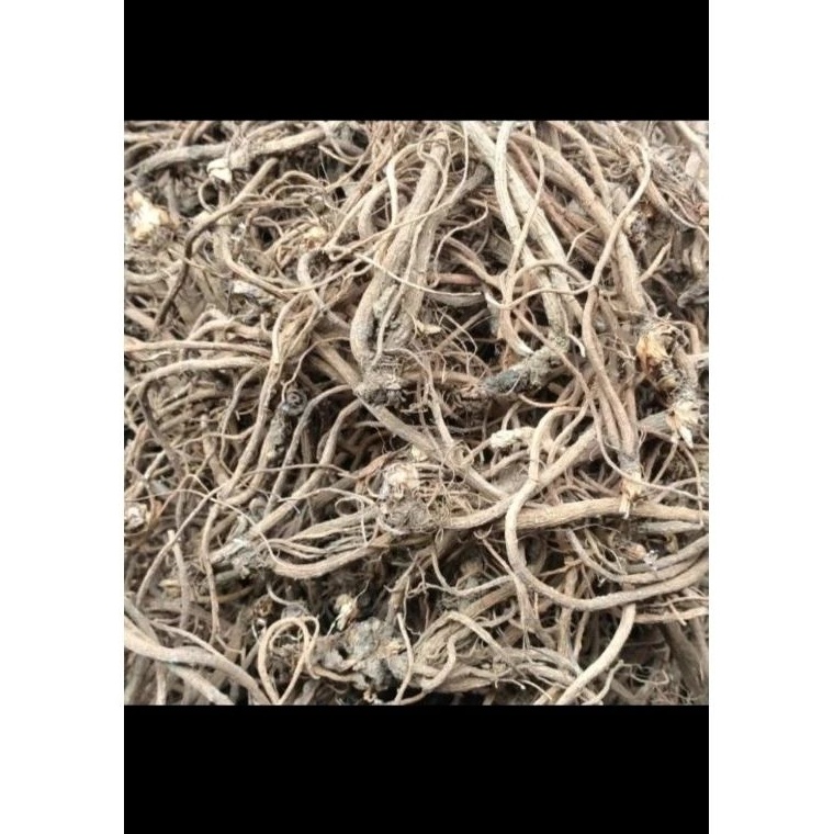 

akar purwoceng kering 25gr