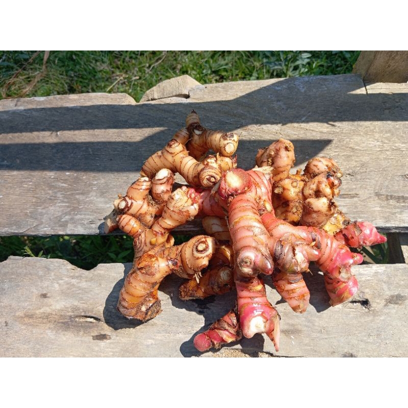 Lengkuas merah segar 1kg