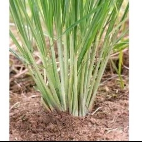 

bibit sereh sayur/ sereh hijau isi 15 pcs