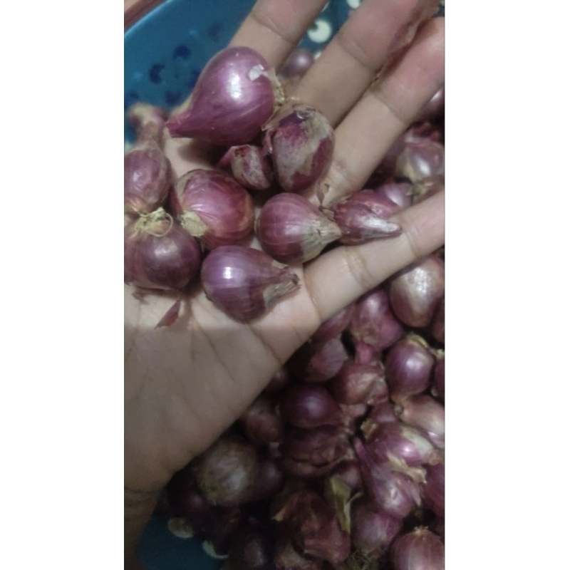 

Bawang merah probolinggo