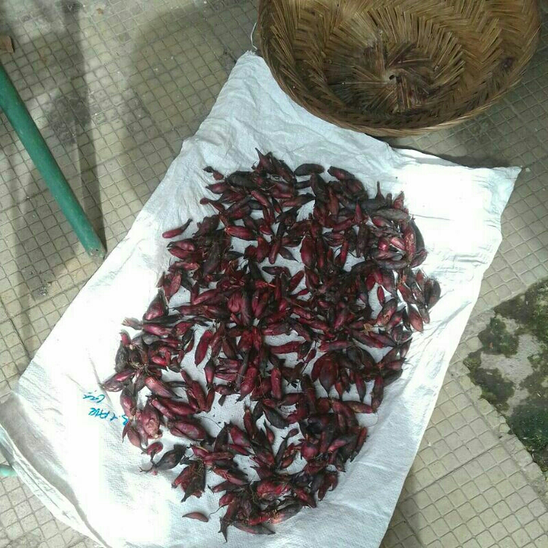 

bawang dayak/ bawang hutan