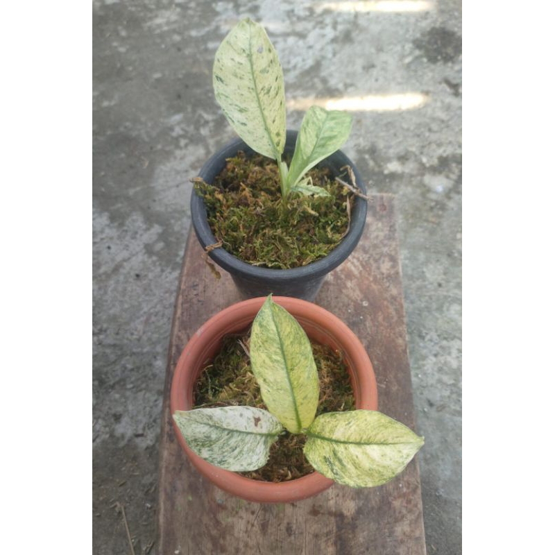 tanaman hias Rhapidopora gorilland varigata