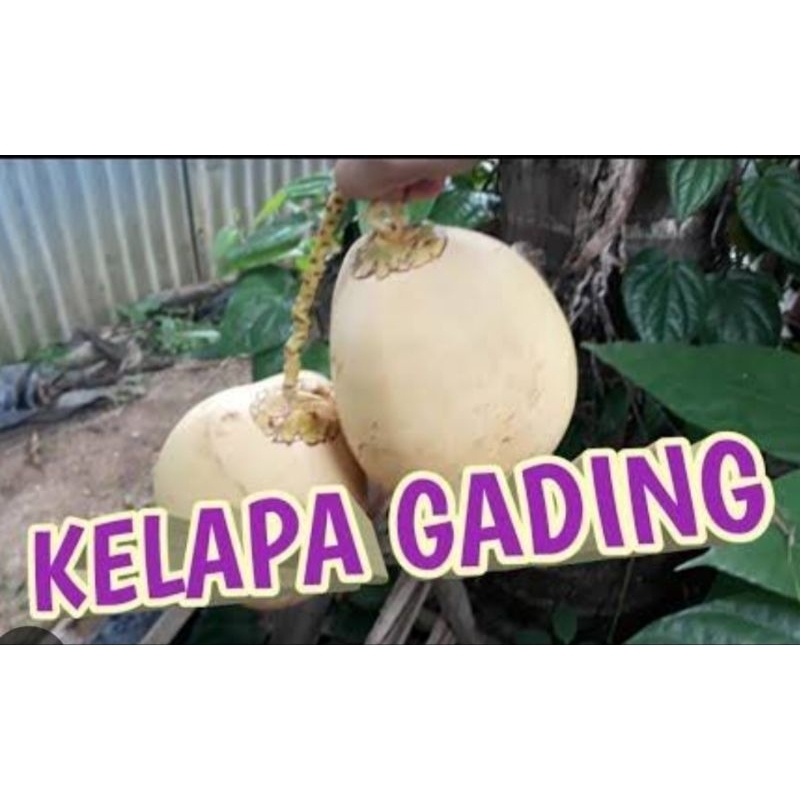 

buah kelapa gading kuning muda