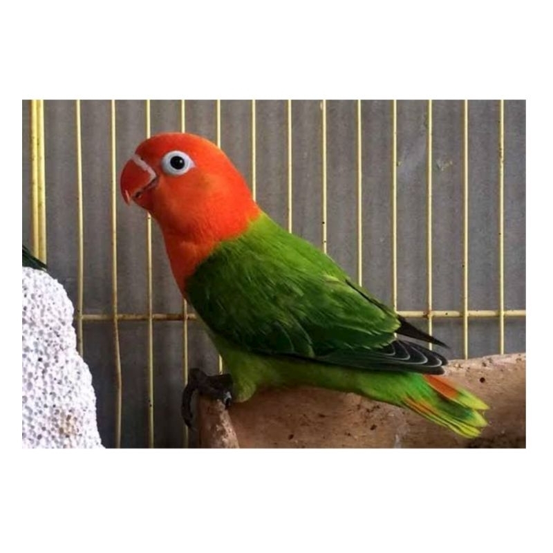 Burung Lovebird Biola Green rawatan bagus