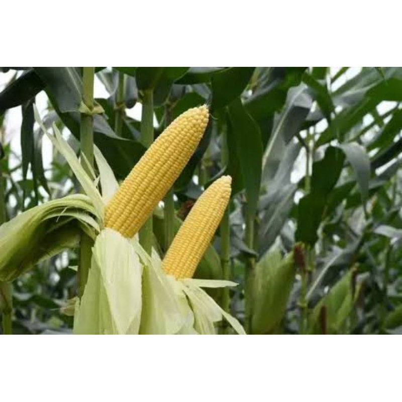 

Benih Jagung Manis Import (kemasan Premium) isi 105 butir benih