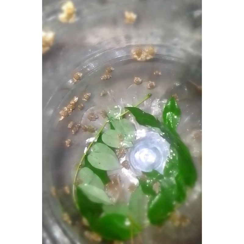 Paket 10 Pcs Katak Sawah 1-2 Cm Pakan Alami Ikan Predator Arwana Channa Louhan Pbas